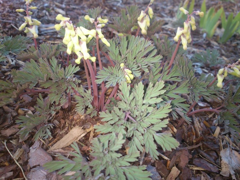 Dicentra cucullaria  Keiunpikkusydän